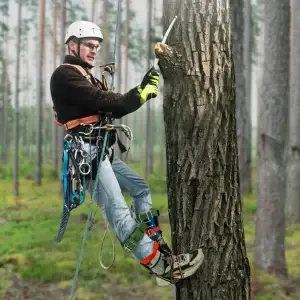 Tree Climber Spikes Harness Kit